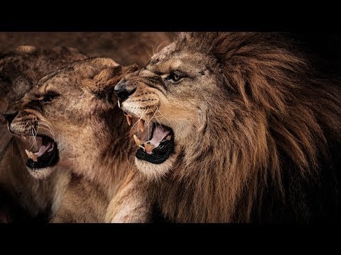 Video: Warum Wird Der Löwe Der König Der Tiere Genannt?