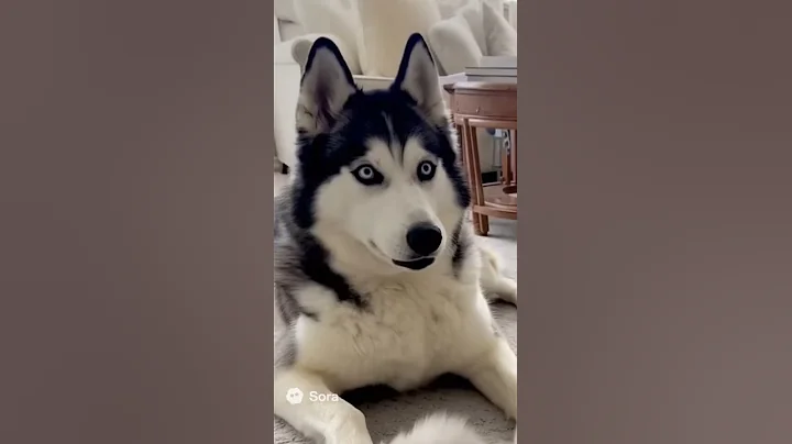 Video 11358921: persian cat playing