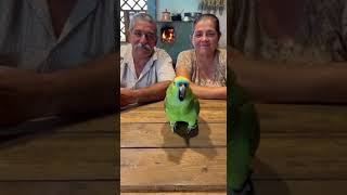 #felizanonovo #papagaio #shorts screenshot 4