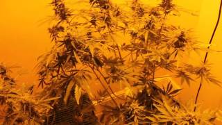Grow Batch Update 5! Days: Candy Kush 82/65, Girl Scout Cookies D 73/72, Northern Lights 99/