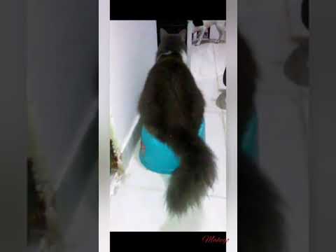 Gato 🐈 haciendo pis en vacinilla video phone beyonce mp3