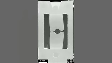 In situ observations of cracking in constrained sintering: Video S1