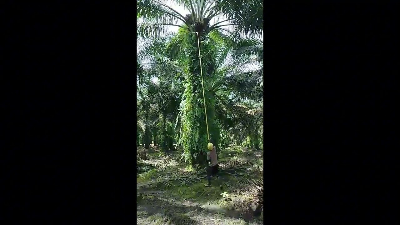 Pentawin Pro   Carbon Fiber Poles   Sampit   Kalteng