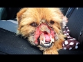 DOG FOUND MISSING HALF HIS FACE!  NEVER SEEN ANYTHING LIKE IT! JOIN ME ON THIS RESCUE!