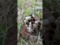 巣の中は、ごちそう #スズメバチ駆除 #ニワトリ