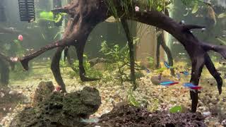 My Aquarium and New Fish