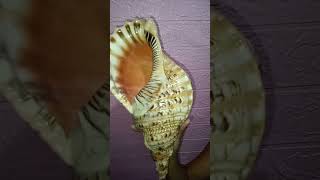 Big Sea Shell 🐚#shell #seashells #big #shorts #satisfying #short #viral #shortsvideo