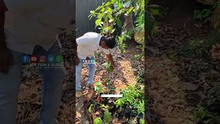 വിയറ്റ്നാം സൂപ്പർ ഏർലിക്ക് ഒരു കരുത്തുറ്റ എതിരാളി കംബോഡിയൻ ചക്ക Cambodian Jackfruit Plant