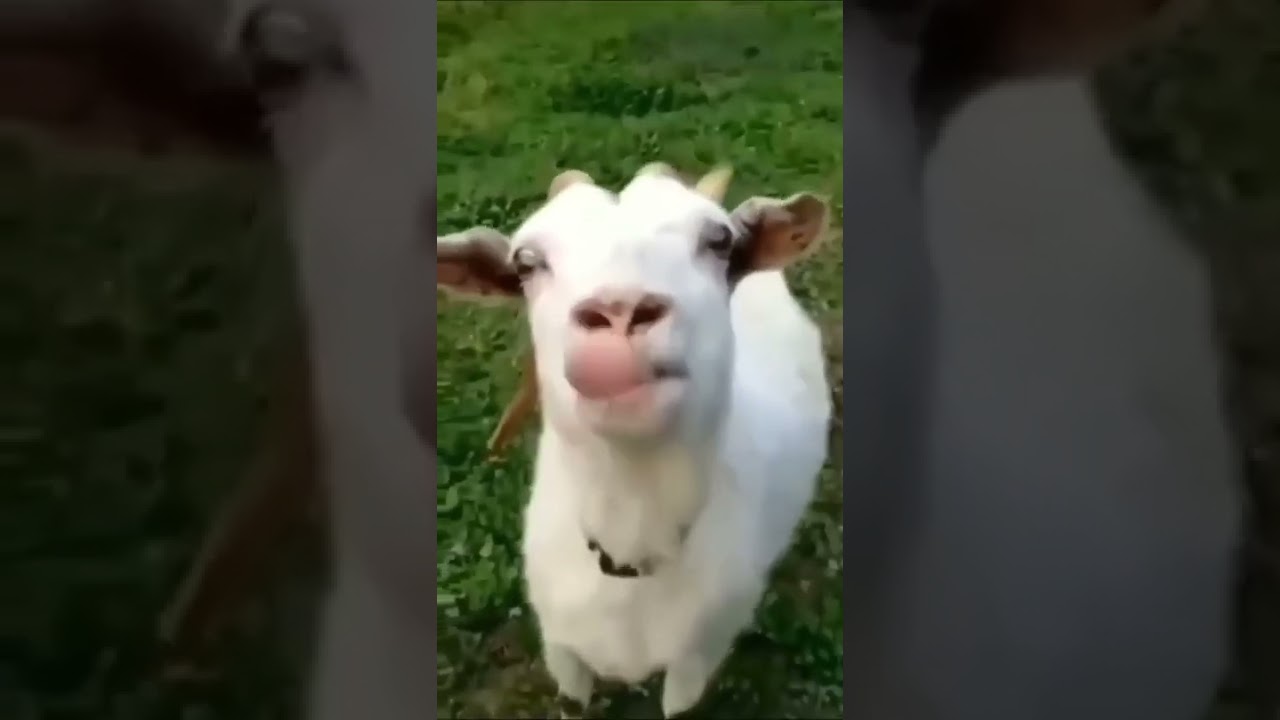 Teasing goat😀 