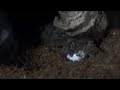 ビブロンゲッコーの産卵 Bibron Gecko Laying Eggs