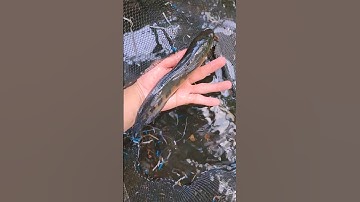 Cập Nhật Tình Hình Cập Cá Lóc Vẫy Rồng Yelow Sentarum Ở Nhà #calocvayrong #cálóc #yelowsentarum