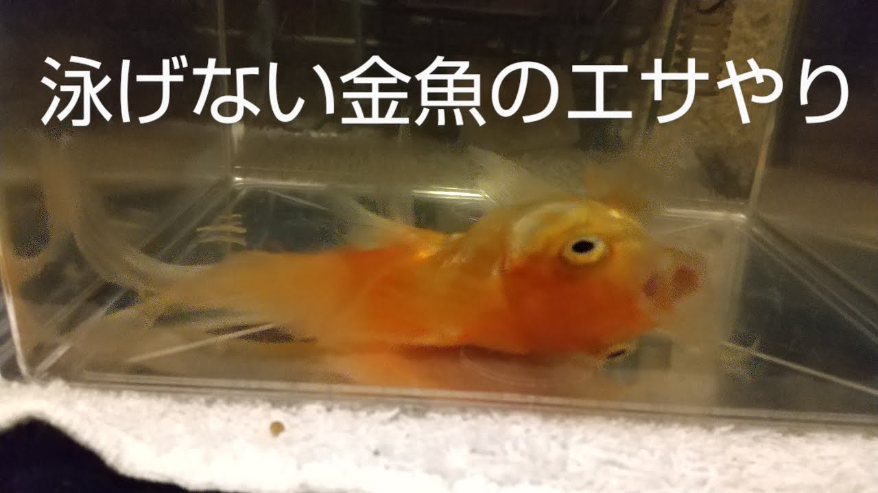 泳げない金魚のエサの食べ方 Youtube