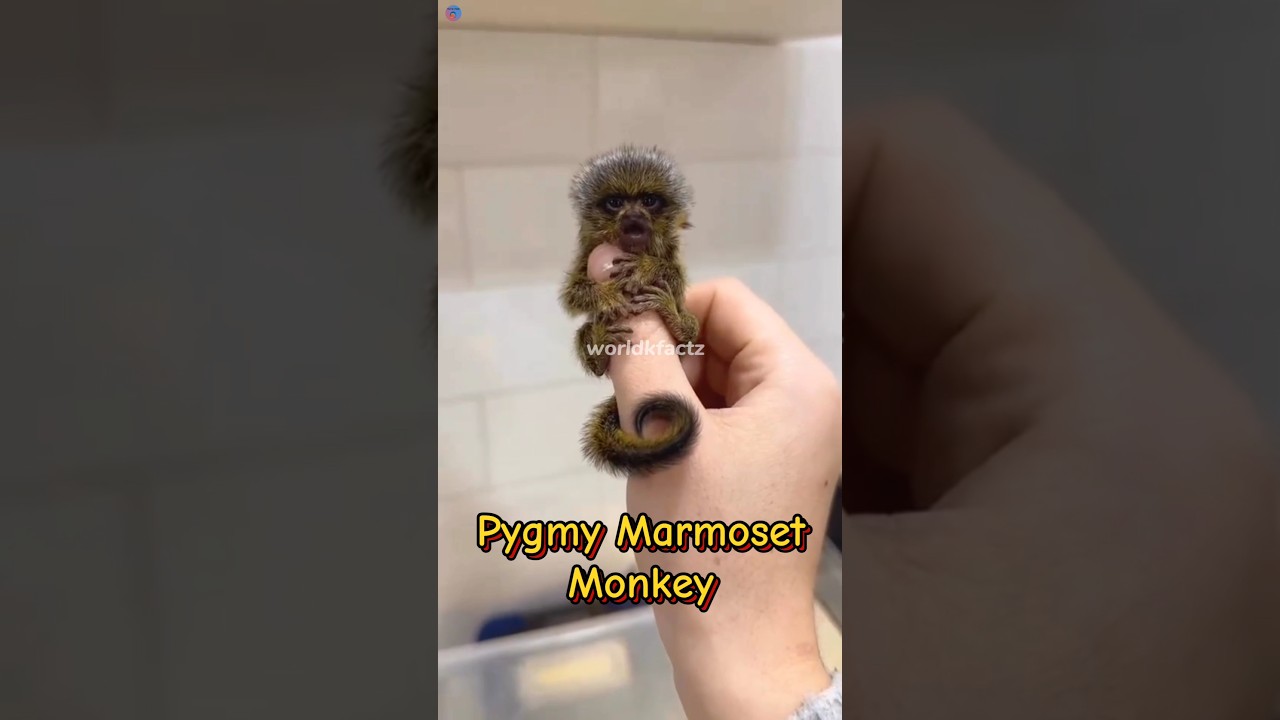 World's Smallest Monkey Pygmy Marmoset 🐒 