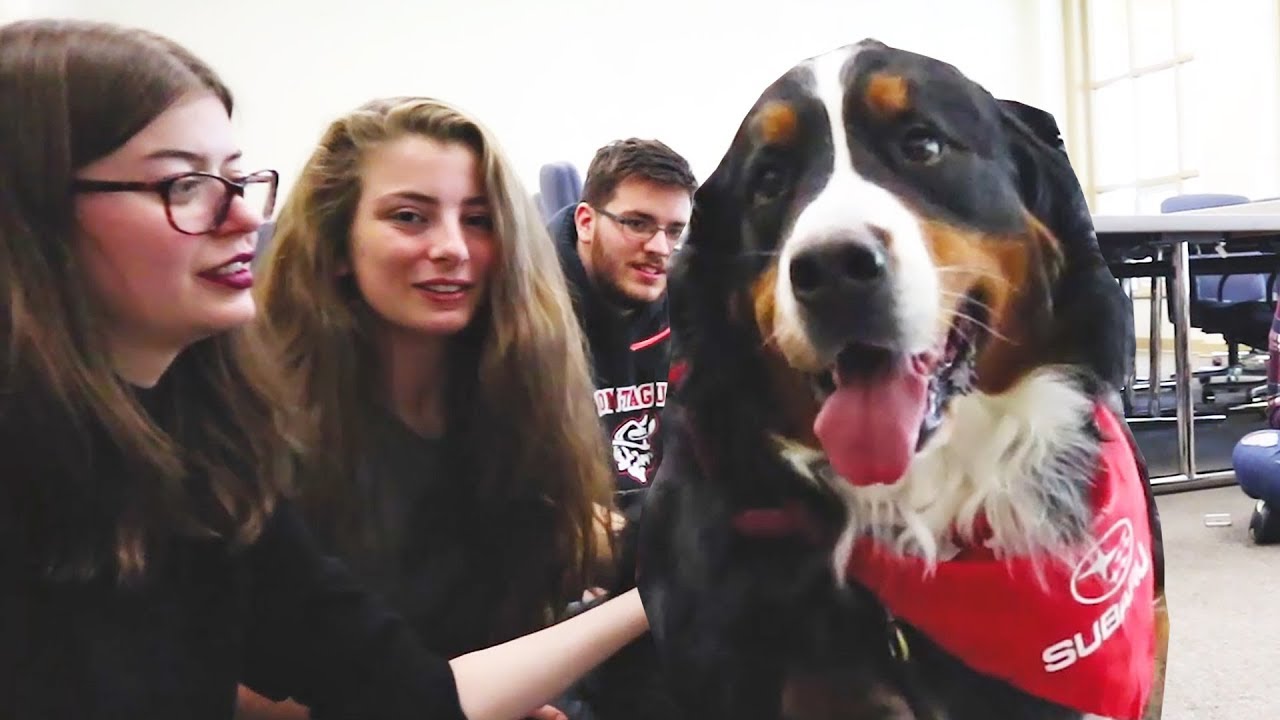 new brunswick university SUPPORT (Dog room 🐶) - THE #DiscoverUNB VLOG EP 7