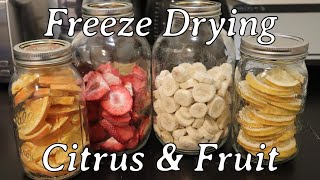 Freeze Drying Citrus & Fruit by Her Homestead Skills 1,355 views 3 weeks ago 11 minutes, 29 seconds