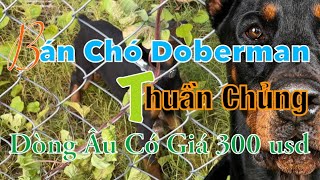 Giá Chó Doberman Bao Nhiêu ? Trại Chó Doberman Sài Gòn , Bán Chó Doberman Thuần Chủng Đẹp .