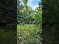 NECESSARY SMALL WOODED PATCH OPENINGS for DIVERSE FOREST &amp; WILDLIFE #forest #birds