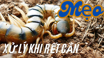 Cách Xử Lý Khi Bị Rết Cắn| NMT T1099