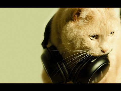 funny-cat-compilation-with-background-music---funnywow