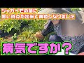 ジャガイモの葉に斑点が出来て黄色くなりますが病気ですか？