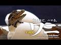 【国立科学博物館公式】知るほど、ハマる。 －企画展「ワニ」解説動画－