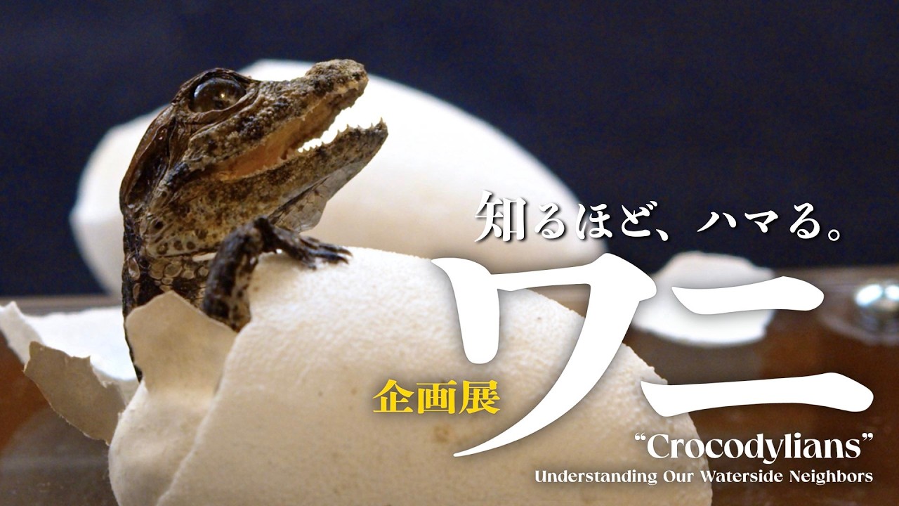 【国立科学博物館公式】知るほど、ハマる。 －企画展「ワニ」解説動画－