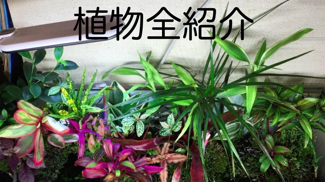 アクアテラリウム 植物全紹介 ガジュマル ドラセナ クリプト 観葉植物など Aquaterrarium Introduction Of All Plants Youtube