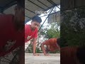 morning ex||pushups||#trending #shorts ||Bulleya||