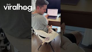Sphynx Cat Sits Backwards On Chair Viralhog