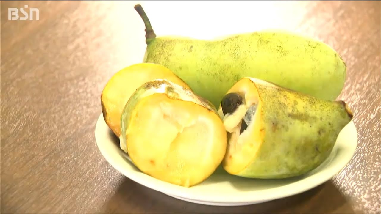 どういう味？と聞かれると…」“幻のフルーツ”ポポーに魅せられて 故郷の