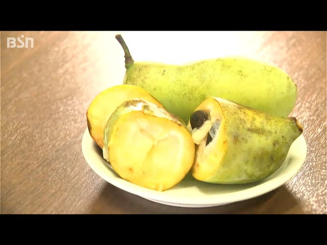 どういう味？と聞かれると…」“幻のフルーツ”ポポーに魅せられて 故郷の