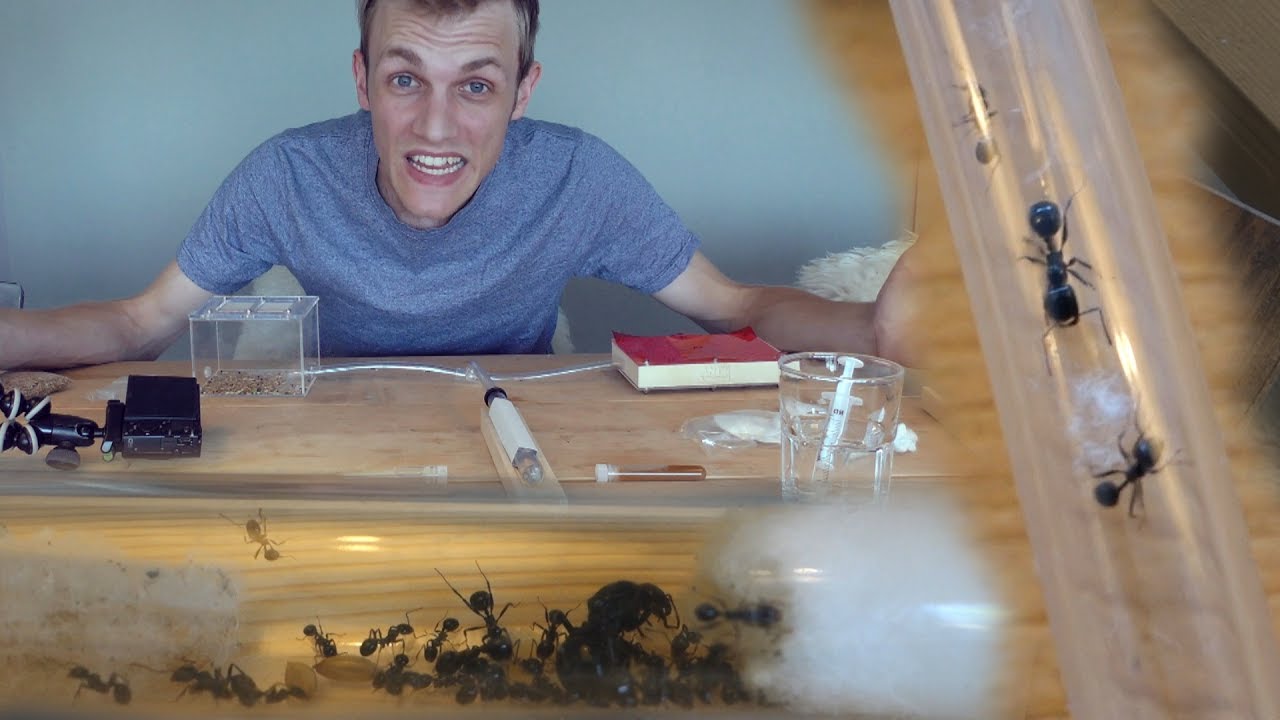 vlogs in spanish THE ANTS ARE GOING TO LIVE HERE! - #2