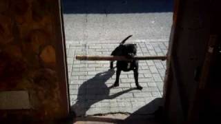 Camorra Staffordshire Bull Terrier