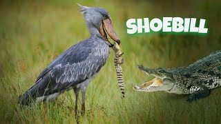 Mengenal Shoebill : Burung Patung Berparuh Baja
