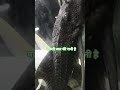 Machhli Jal Ki Raani Hai Poyem Kavita Viral Video Shortvideo Shorts Video 2025 Machhli Jal Ki Raani Hai Poyem Kavita Viral Video Shortvideo Shorts Video 2025