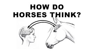 How Horses Think | Introduction to Horse Psychology