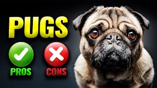 Pugs: The Pros & Cons of Owning One | Everything You Need To Know About This Funny Dog | Pet Insider by Pet Insider 62 views 9 months ago 6 minutes, 26 seconds