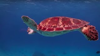 Australia's Great Barrier Reef is DYING