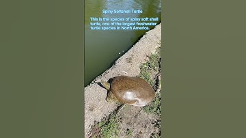 Spiny Softshell Turtle #turtle #wildlife #shorts #shortvideo #shortsvideo #love #fypシ  #bhfyp #usa