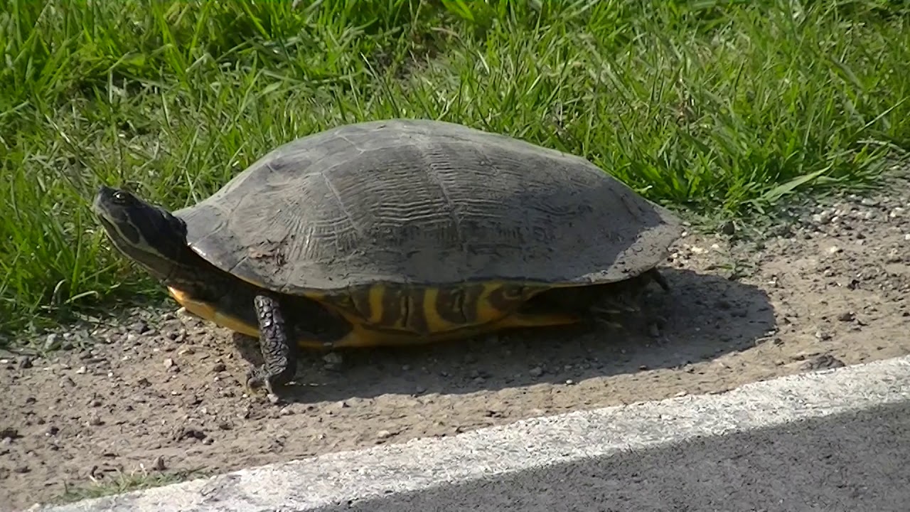 Big box turtle in Rocky Hock NC - YouTube