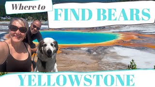 Where to find bears: Your All-access Pass to Yellowstone National Park
