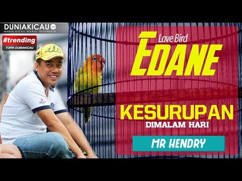 edane-kesurupan-dimalam-hari!-:-piala-airin-cup-1