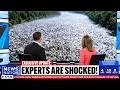 Footage From America's Rivers Has Captured Something Biologists Refuse to Explain