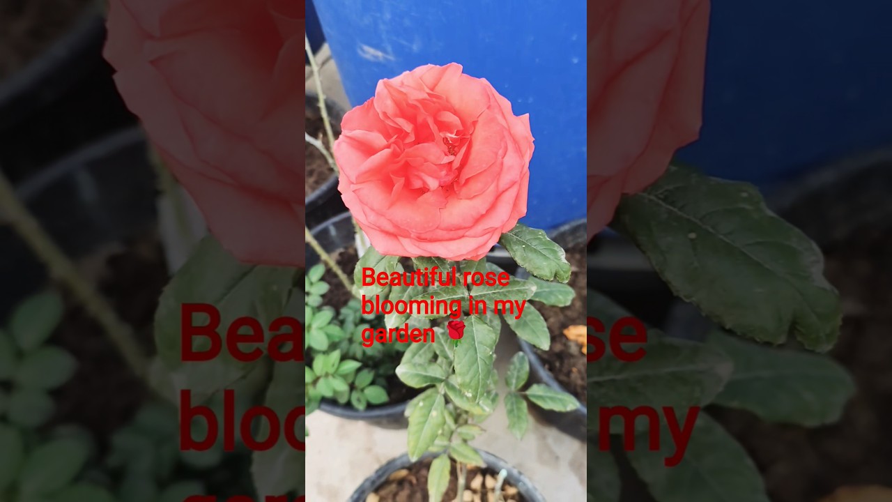 beautiful rose flower blooming in my little princess 🌹