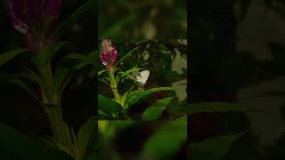 Celebrity Nature’s tiny masterpiece in flight🦋📸 #shorts #vitalshorts #ytshorts #photography #butterfly Net Worth