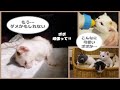【はるきと4匹の子猫】ダメだったらごめんなさい…ポポが…危険な状態に…