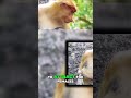 Proboscis Monkey's Nose: Nature's Amplifier & Family Protector!