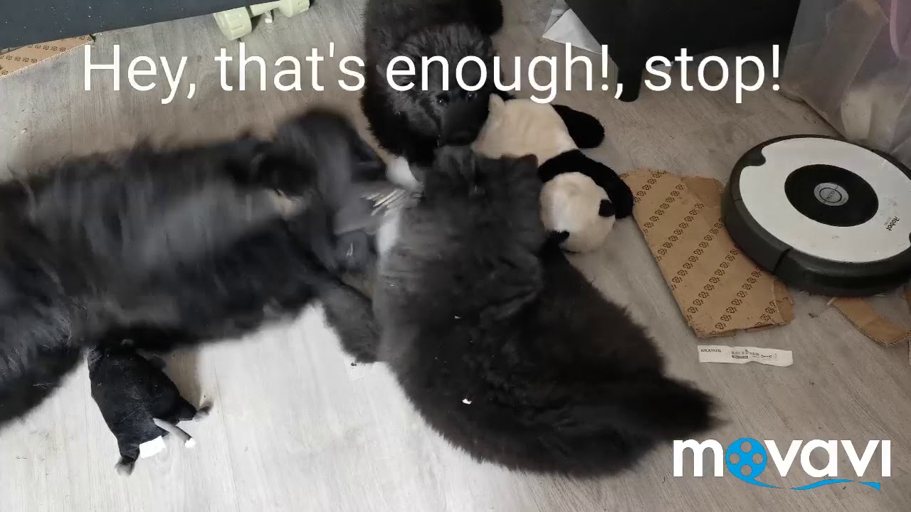 Grosspitzes everywhere, grosspitz puppies Nöpö & Beni and male Jäbä