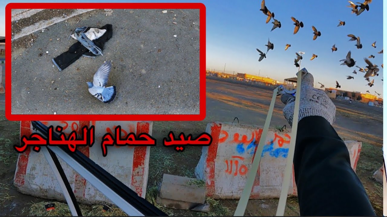 صيد حمام الجزء 75 