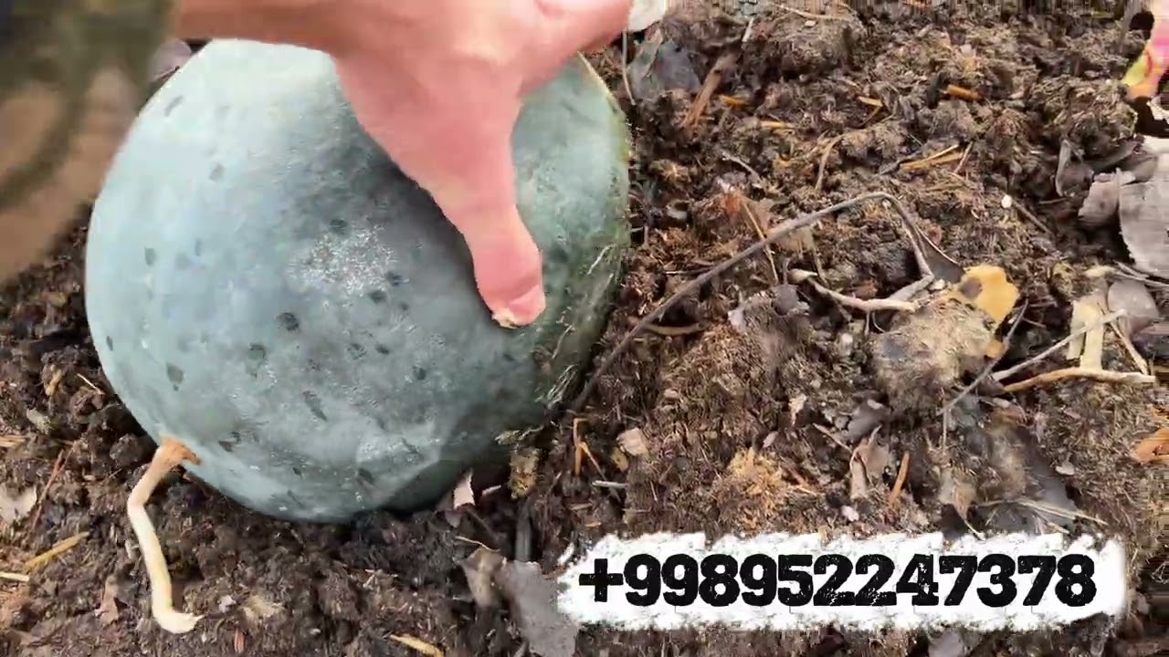 Xatirchi biogumus. Kaliforniya qizil yomgʻir chuvalchanglarini tez koʻpaytirish ✅😱. Tel 998952247378